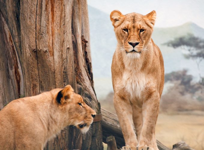 Wallpaper african lioness, nature, wild, animals, Animals 6259515701
